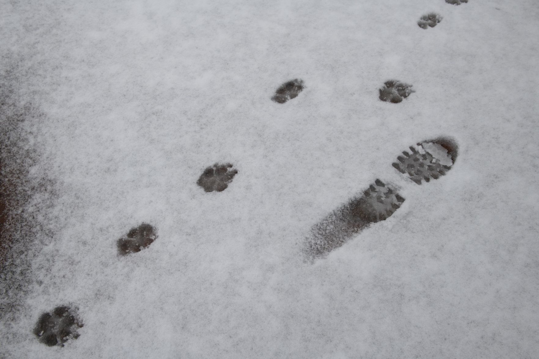A wintry mix falls in St. Charles